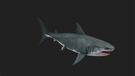 3D Shark Model - TurboSquid 2122043