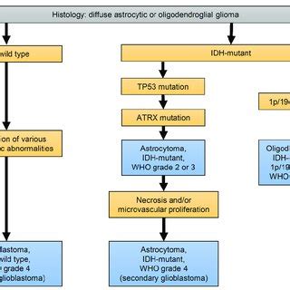 Diagnostic Algorithm For Major Diffuse Gliomas In Adults Based On The