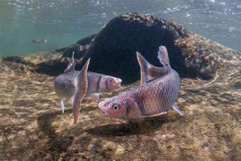 Les Poissons Tombent Ils Amoureux Fishipedia