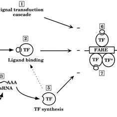 Postulated Mechanisms For Fatty Acid Control Of Gene Transcription