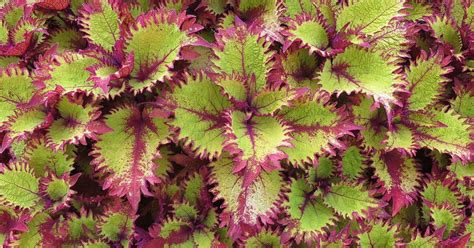 How To Grow Coleus From Seed The Garden Magazine