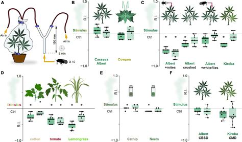 Frontiers Influence Of Olfaction In Host Selection Behavior Of The