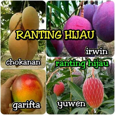 Jual Bibit Buah Mangga Impor Jenis Yuwen Garifta Irwin Chokanan Di