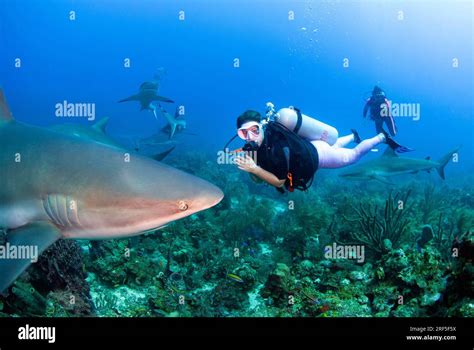 Female scuba diver diving with shark in Roatan Stock Photo - Alamy