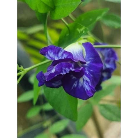 Bunga Telang Blue Butterfly Pea Double Petal Flower Seeds 12 Biji