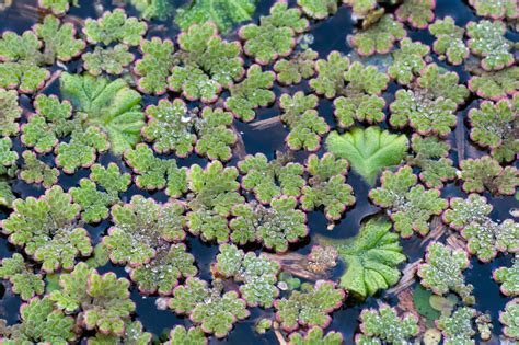 Helecho Lentejita Plantas De Jard N Antioquia Naturalista Colombia