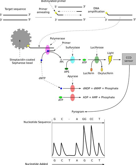 Pyrosequencing 454