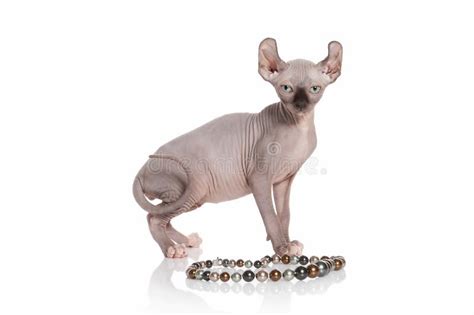 Naked Female Elf Stock Photos Free Royalty Free Stock Photos From Dreamstime