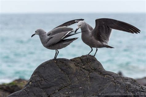 Atacama Desert Animals - photos of birds, lizards, insects and mammals ...