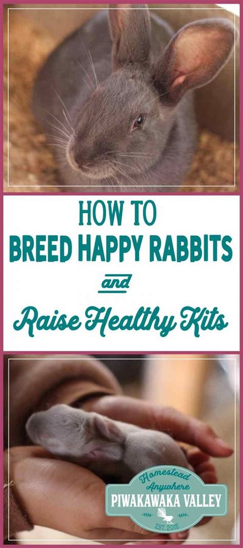 How To Breed Rabbits And Raise Healthy Kits Raising Rabbits Rabbit