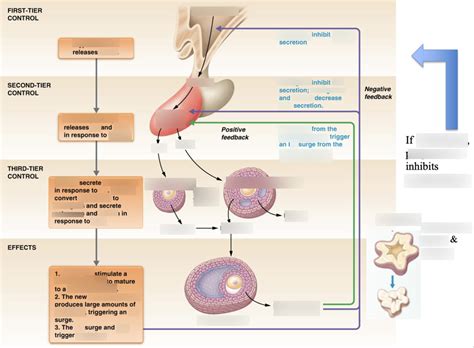 Exam 5 Hypothalamic Pituitary Female Gonadal Axis Diagram Diagram