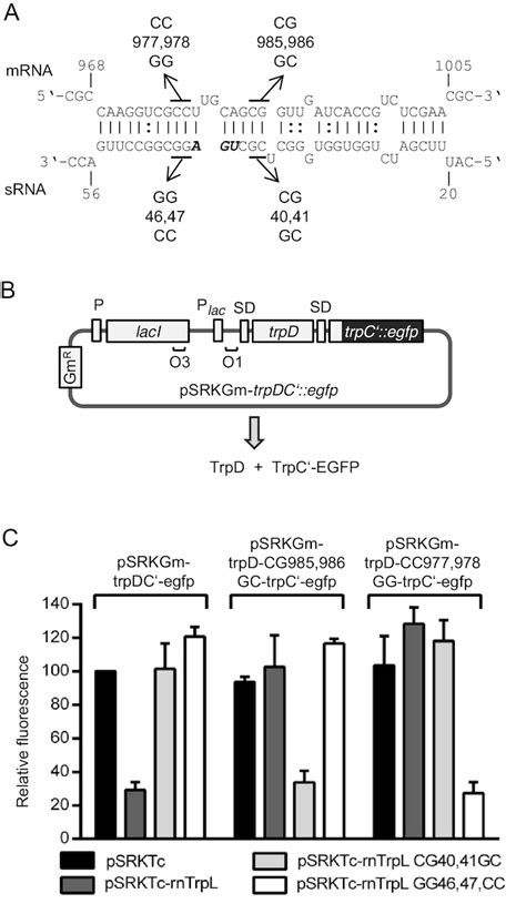 Transcription Attenuation Derived Small RNA RnTrpL Regulates Tryptophan