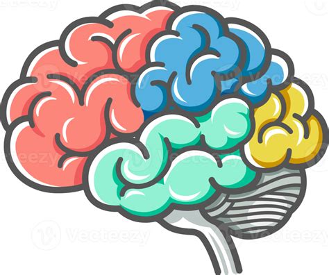 Human Brain Diagram Doodles Icon Png 18000 The Best Porn Website