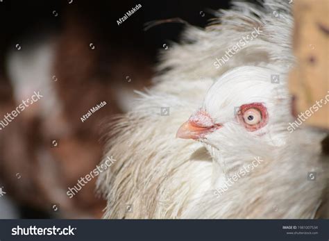 Fancy Pigeon Type Beautiful Form Stock Photo 1981007534 | Shutterstock