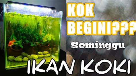 Penyebab Aquarium Ikan Mas Koki Jadi Kotor Dan Berlumut YouTube