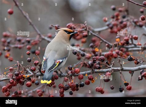 Bohemian Waxwing In Winter Stock Photo Alamy