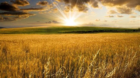 Sun Wheat Fields Wallpapers Wallpaper Cave