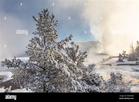 Exploring Mammoth Hot Springs At Sunrise Stock Photo Alamy