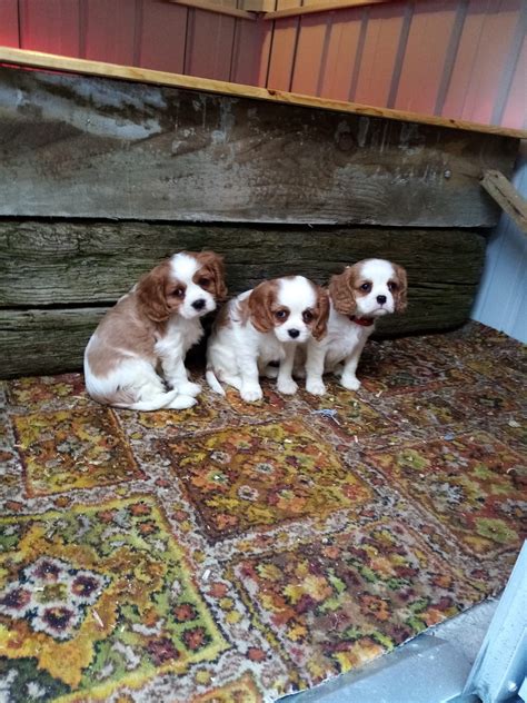 Cavalier King Charles puppies for sale - Dogs For Sale Ireland