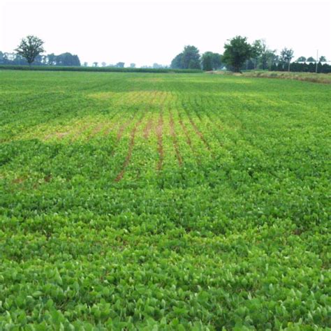 Soybean Cyst Nematode Sylvite