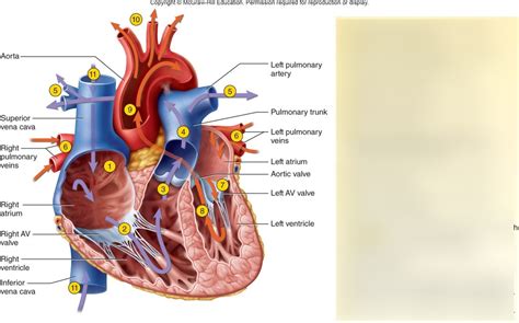 Blood Flow Through the Chambers Diagram | Quizlet