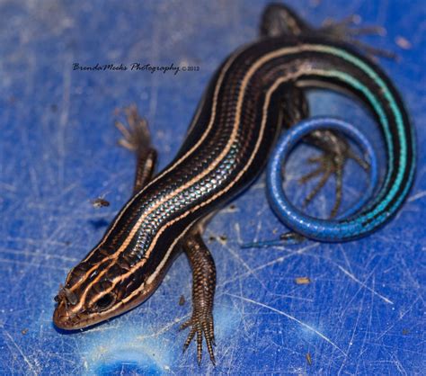 Blue Tail Skink Striped Lizard