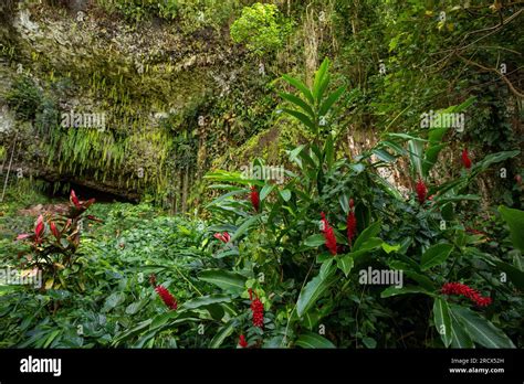 Flowers Adorn The Fern Grotto Kauai Stock Photo Alamy