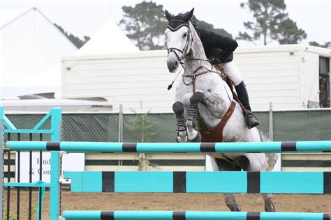 Dapple Gray Warmblood Grand Prix Jumpers by HorseStockPhotos on DeviantArt