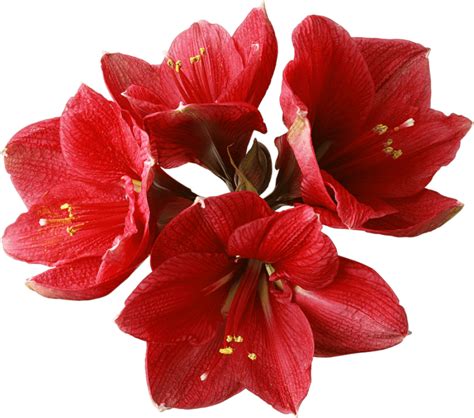 Orchid Png Image Purepng Free Transparent Cc0 Png Image Library