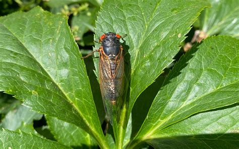 Sound Of Cicadas Rare Insect Emergence Brings Buzz ‘unlike Any In