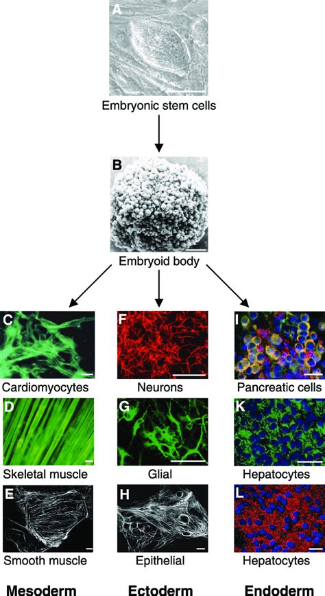 In Vitro Differentiation Of Es Cells Undifferentiated Mouse Es Cells