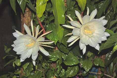 Night Blooming Cereus Epiphyllum Oxypetalum North Carolina