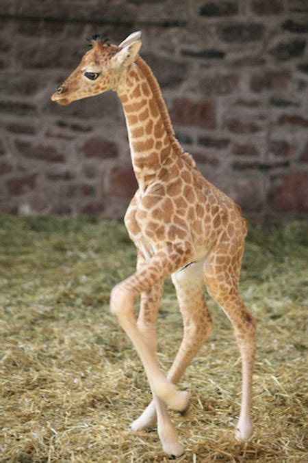 Baby Giraffes 40 Pics