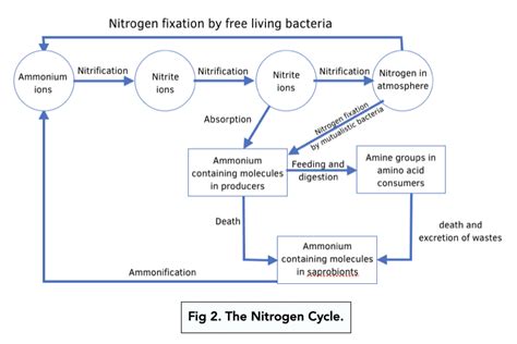 Nitrogen Cycle Steps