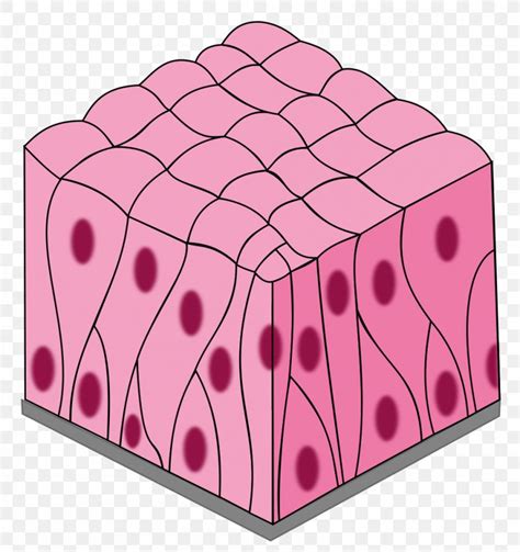 Simple Columnar Epithelium Pseudostratified Columnar Epithelium Simple ...