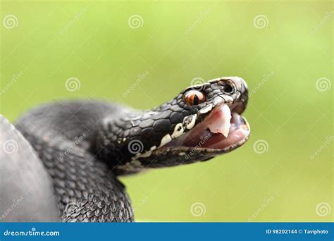 Black Berus Viper Showing Fangs Stock Photo Image Of Common Fangs