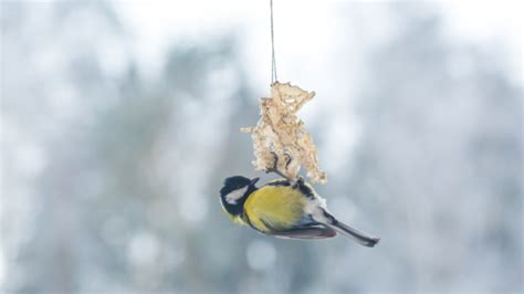 Entdecken Sie Vogelwelt vor Ihrer Haustür NABU Garbsen lädt zum