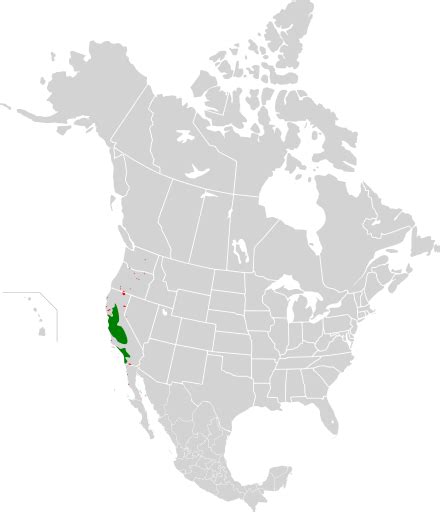 Dreifarbenstärling – Wikipedia