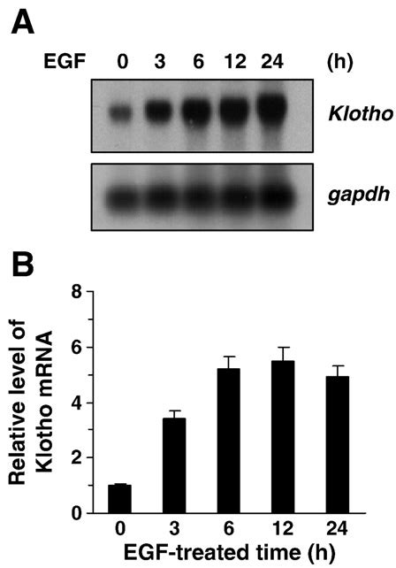 Egf Induces Klotho Mrna Expression Hek Cells Were Stimulated With