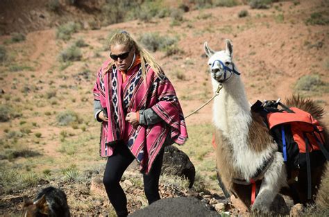 The Jaunt Wilderness Ridge Trail Llamas