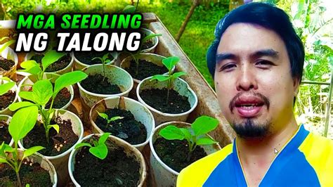 Mga Tanim Na Gulay Sa Garden Ko YouTube