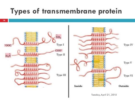 Cell Membrane