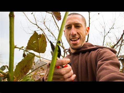 How to Prune Blackberry Bushes for Optimal Growth - HayFarmGuy