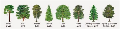 Rodzaje lasów w Polsce