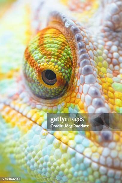 297 Lizard Scale Texture Stock Photos, High-Res Pictures, and Images ...