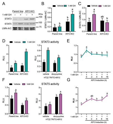 IJMS Free Full Text KLF13 Regulates The Activity Of The GH Induced