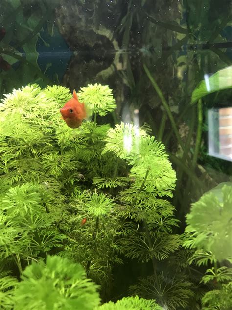 Regalo Platys Red Foro PortalPez De Acuarios Peces Mascotas