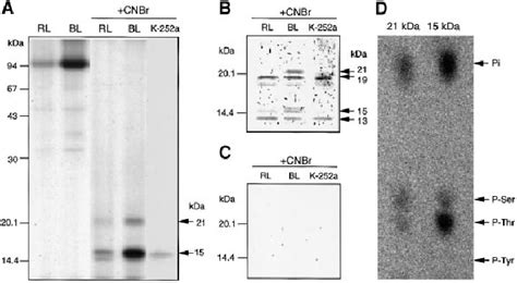 Exclusive phosphorylation of the C terminus of the plasma membrane H ϩ