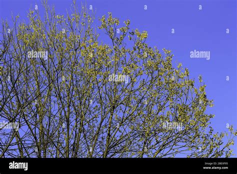 Spring Pussy Willow Branches In Blossom Stock Photo Alamy