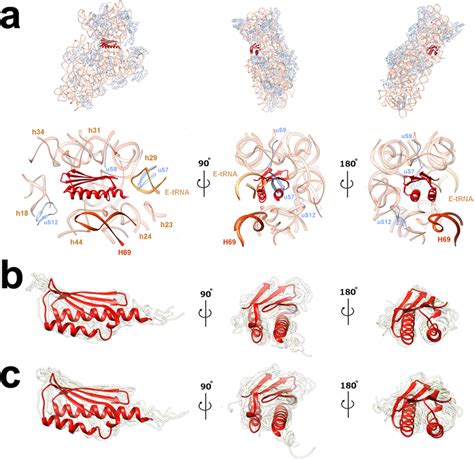 The Bbhpf Binding Site Orientation And Bacterial Hpf Protein Structural